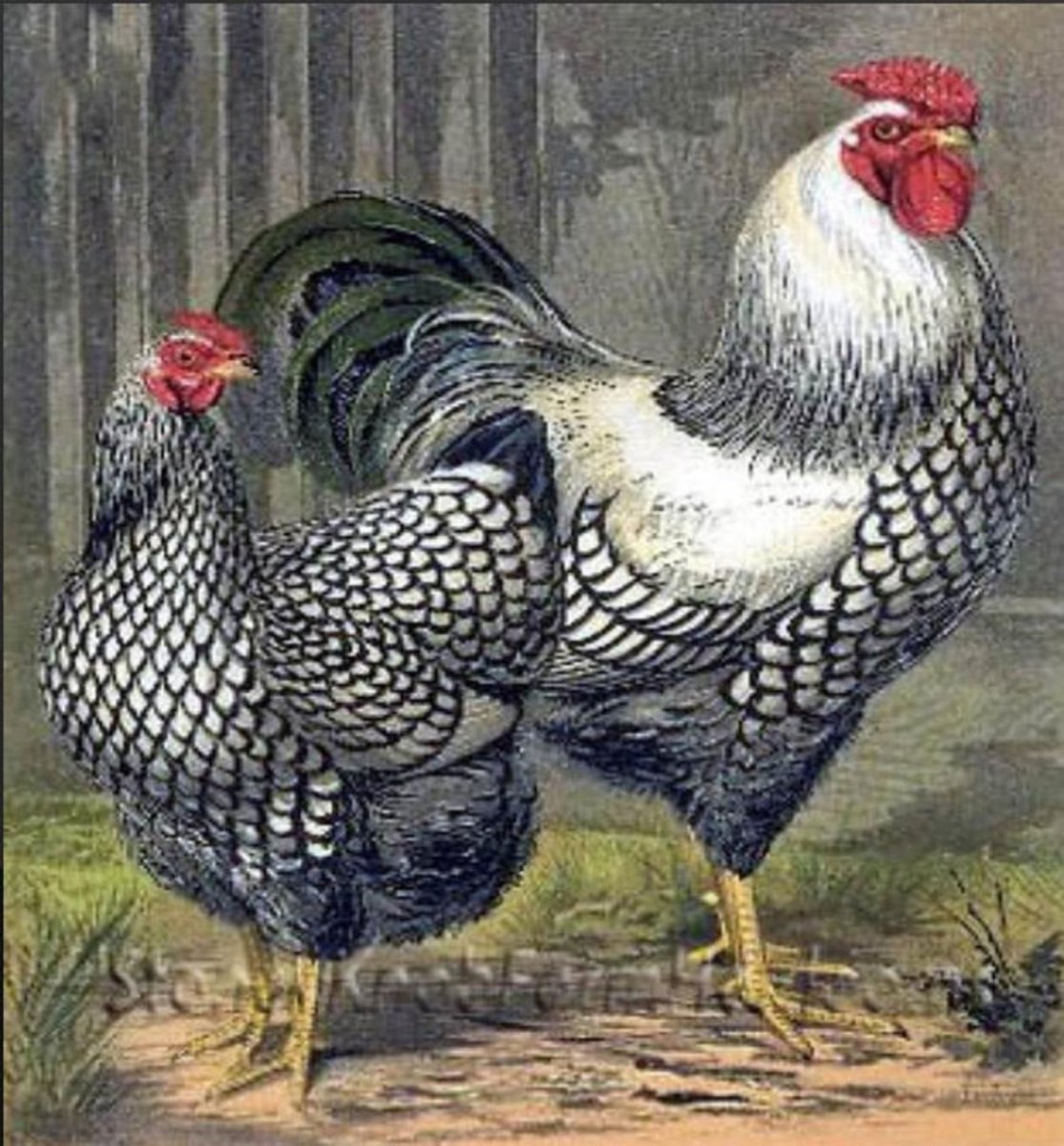 Брама Виандот