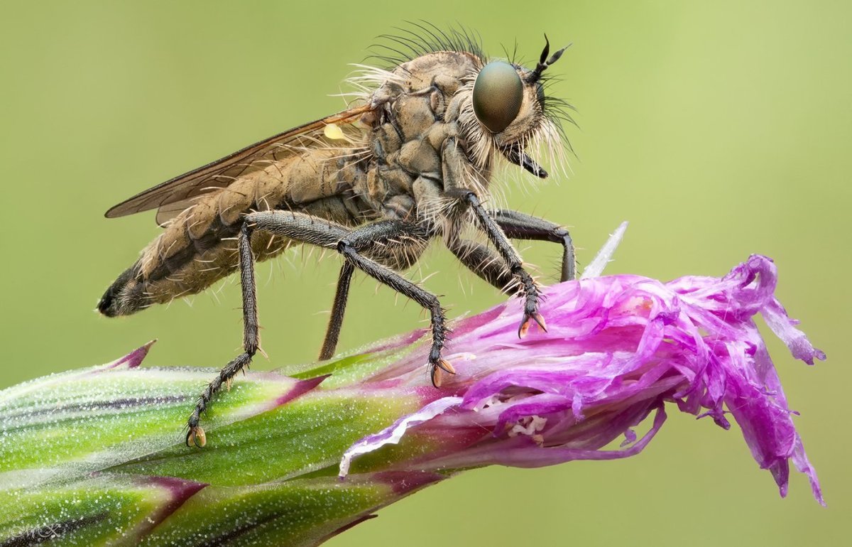 Скорпионница гибридная