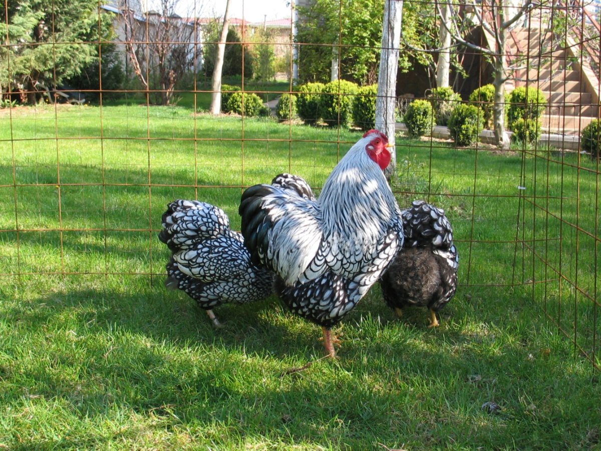 Куры Виандот серебро