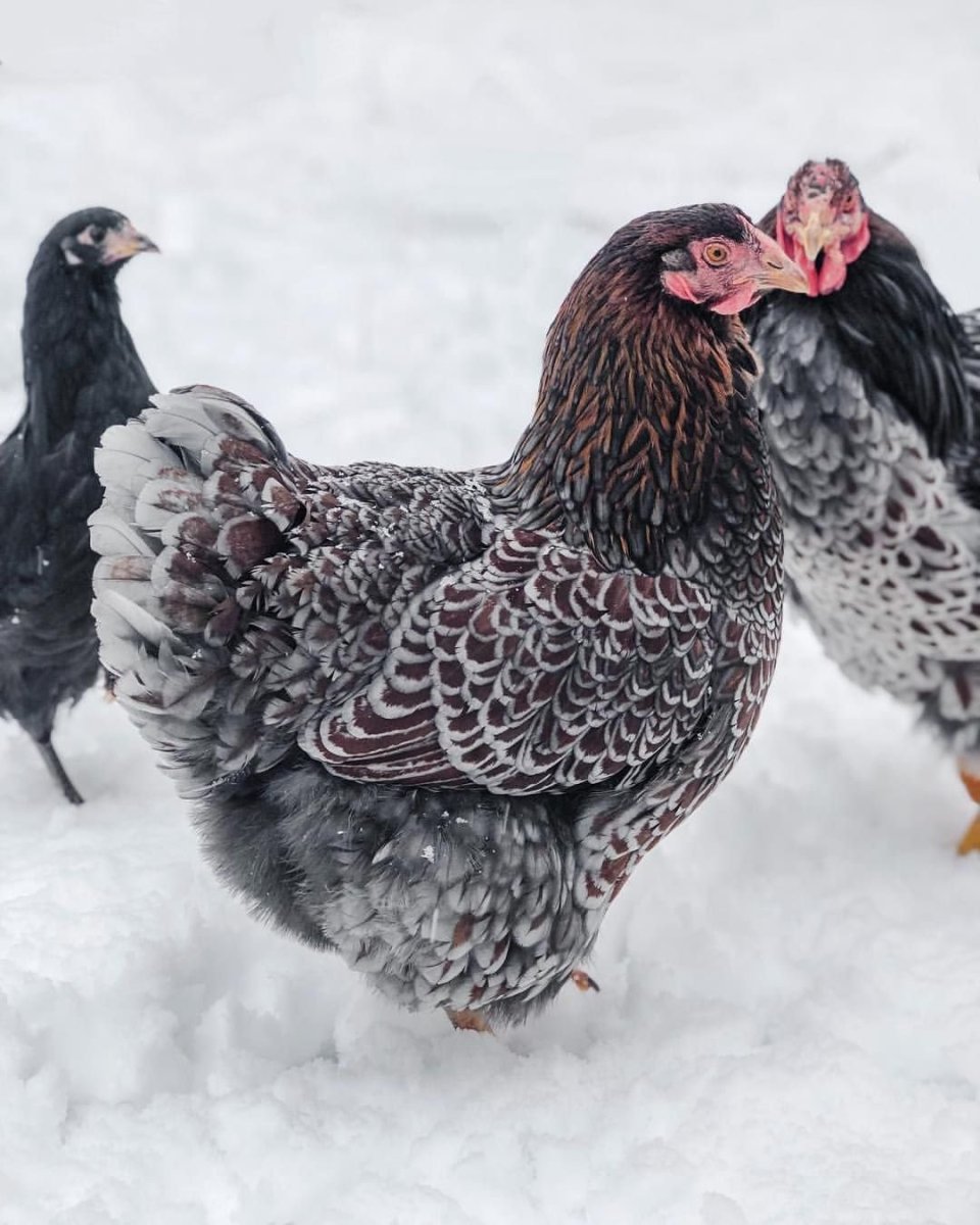 Куры Виандот серебро