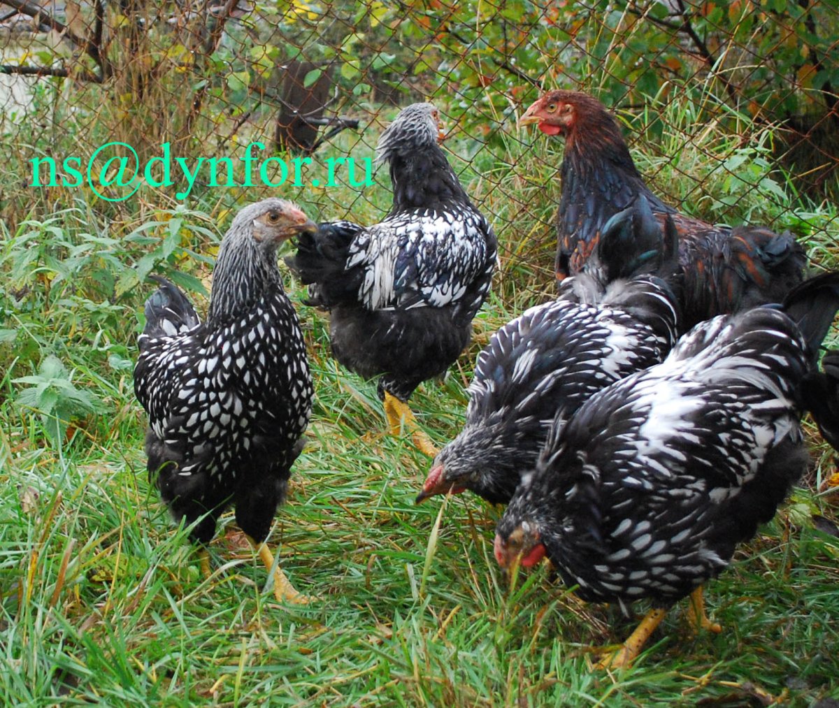 Курица породы лзс