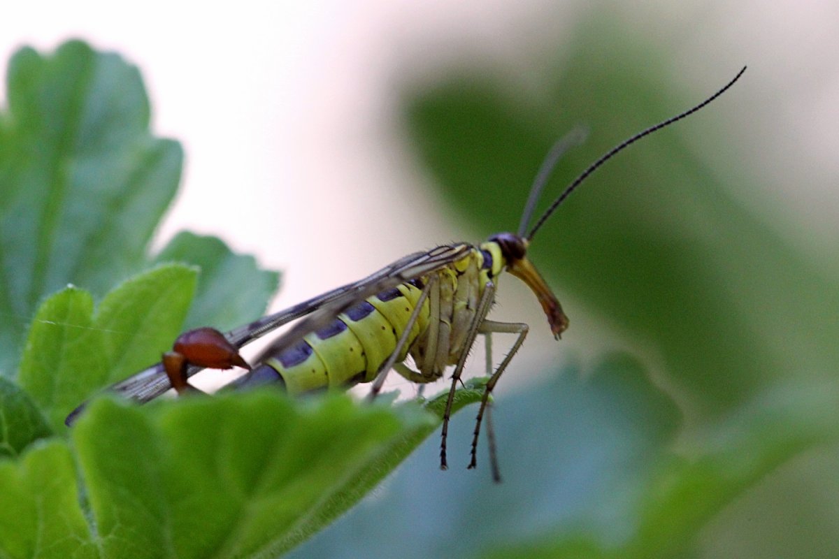 Скорпионовая Муха (Mecoptera)