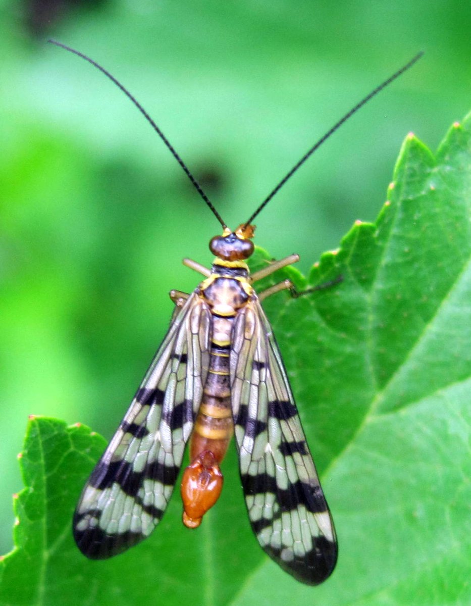 Летающий Скорпион