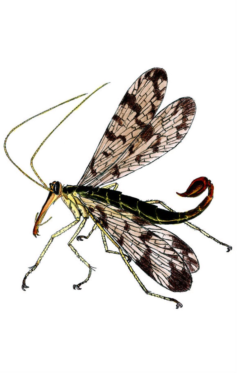 Скорпионница на белом фоне