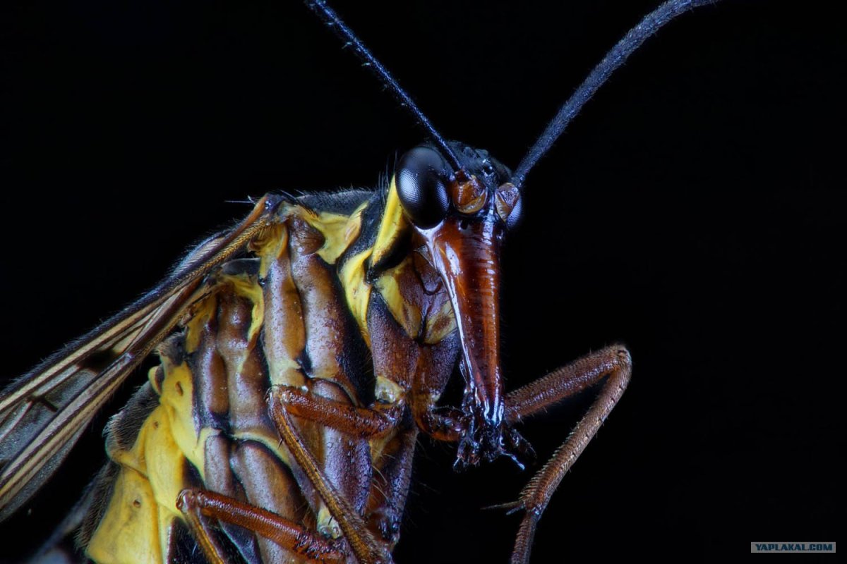 Насекомое с желтыми усами