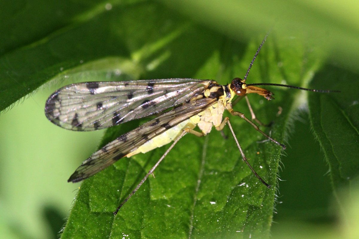 Скорпионница обыкновенная отряд