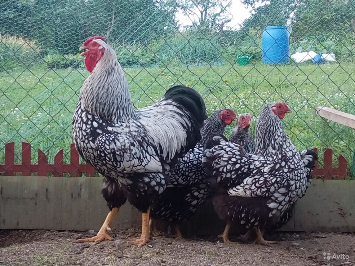 Куры Виандот серебро