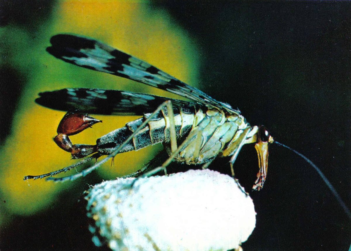 Скорпионница обыкновенная