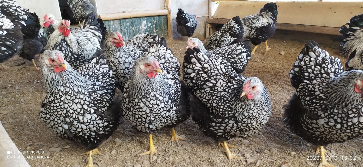 Куры Виандот золото