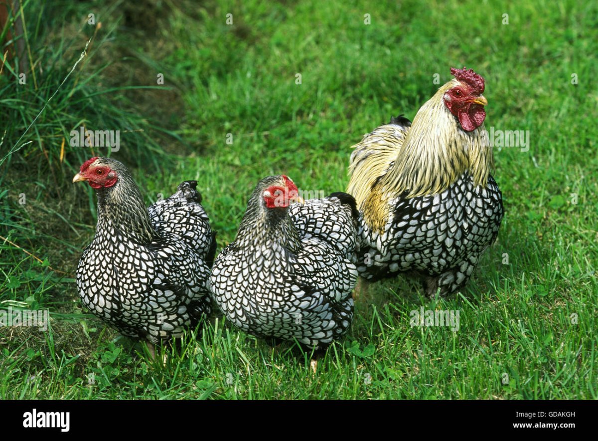 Виандот серебристо окаймленный