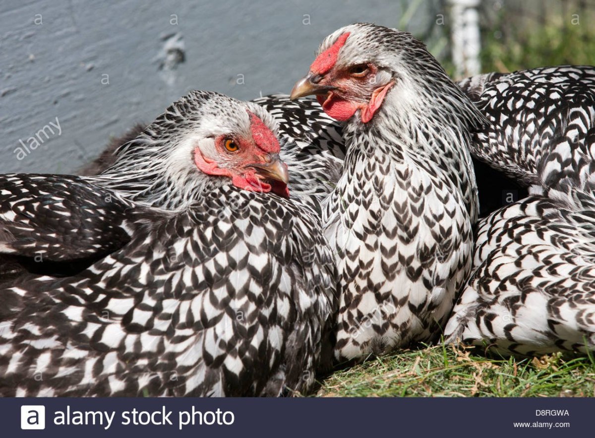 Виандот серебро цыплята