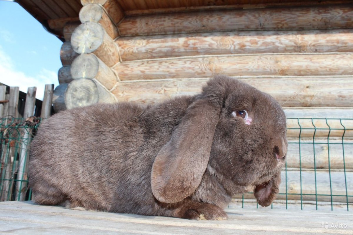 Кролик баран великан