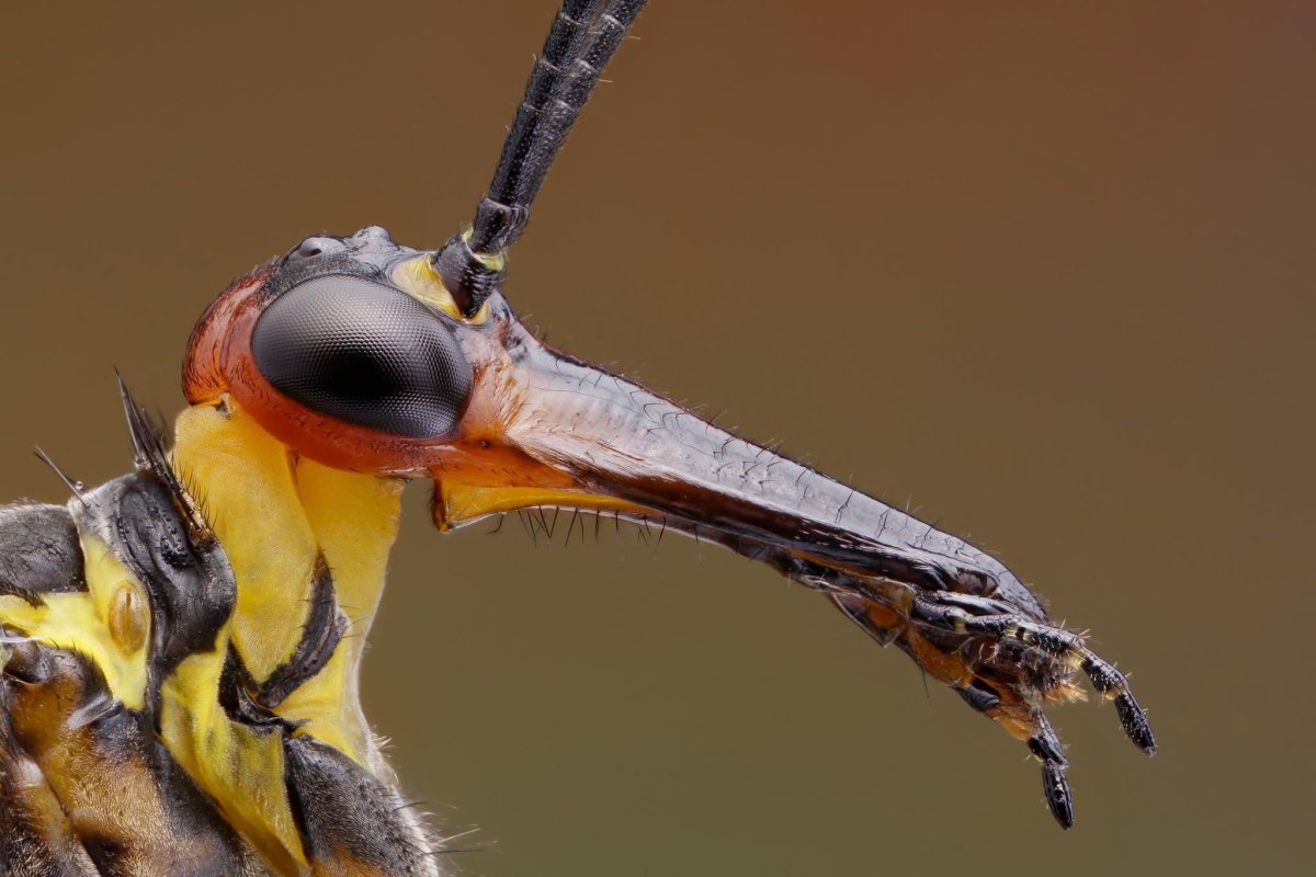 Насекомые Москвы