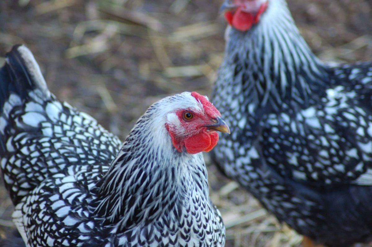 Куры Виандот