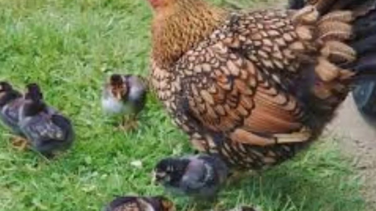 Виандот золотистый