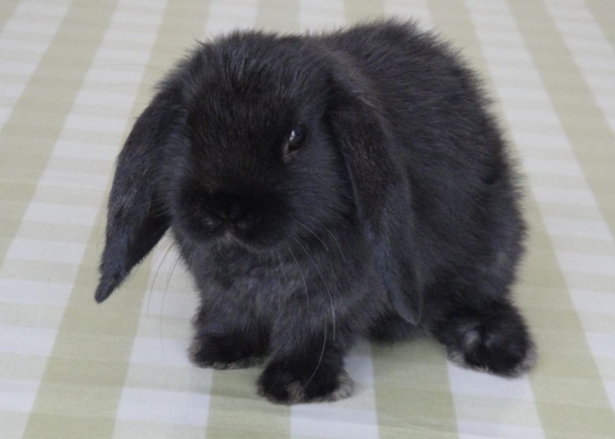 Кролик вислоухий баран черный