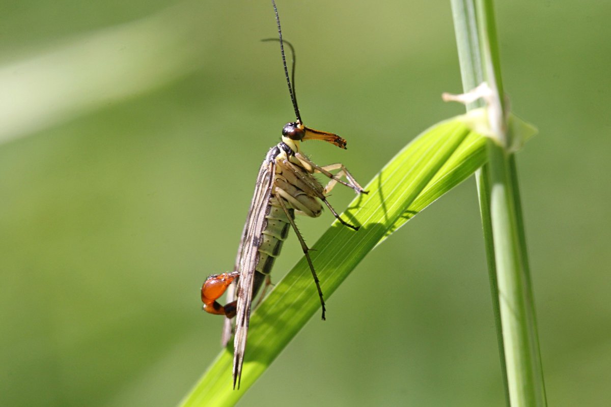 Скорпионница Катерпиллер растение