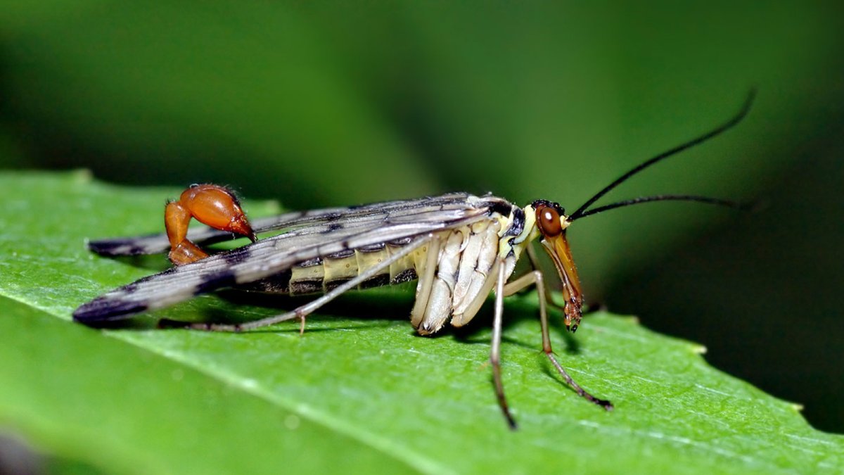 Муха большеголовка