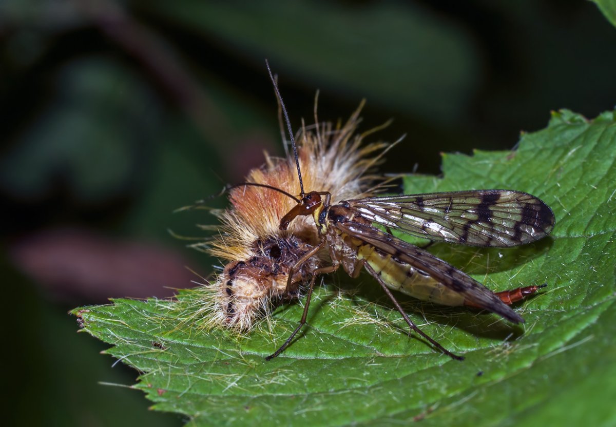 Презентация Panorpa communis