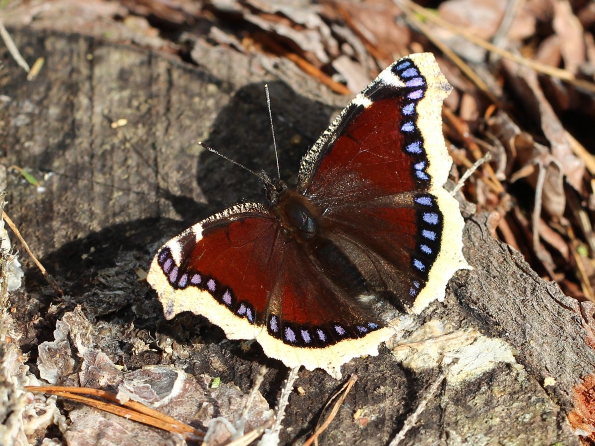 Бабочка траурница