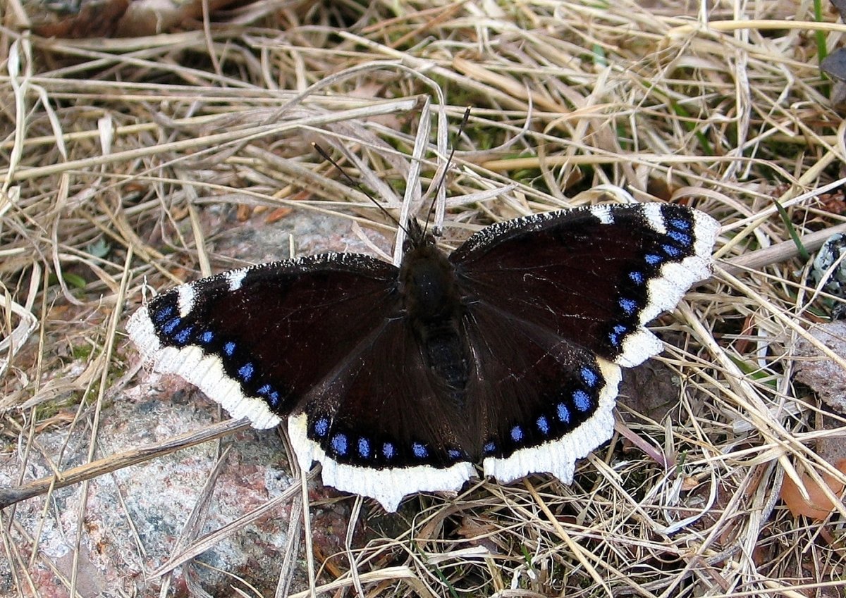 Черная бабочка траурница