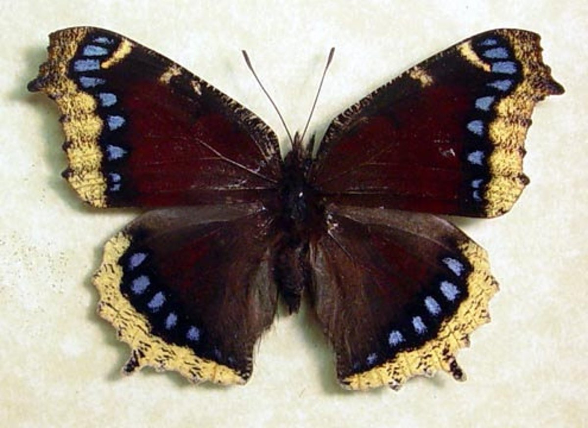 Бабочка траурница на белом фоне