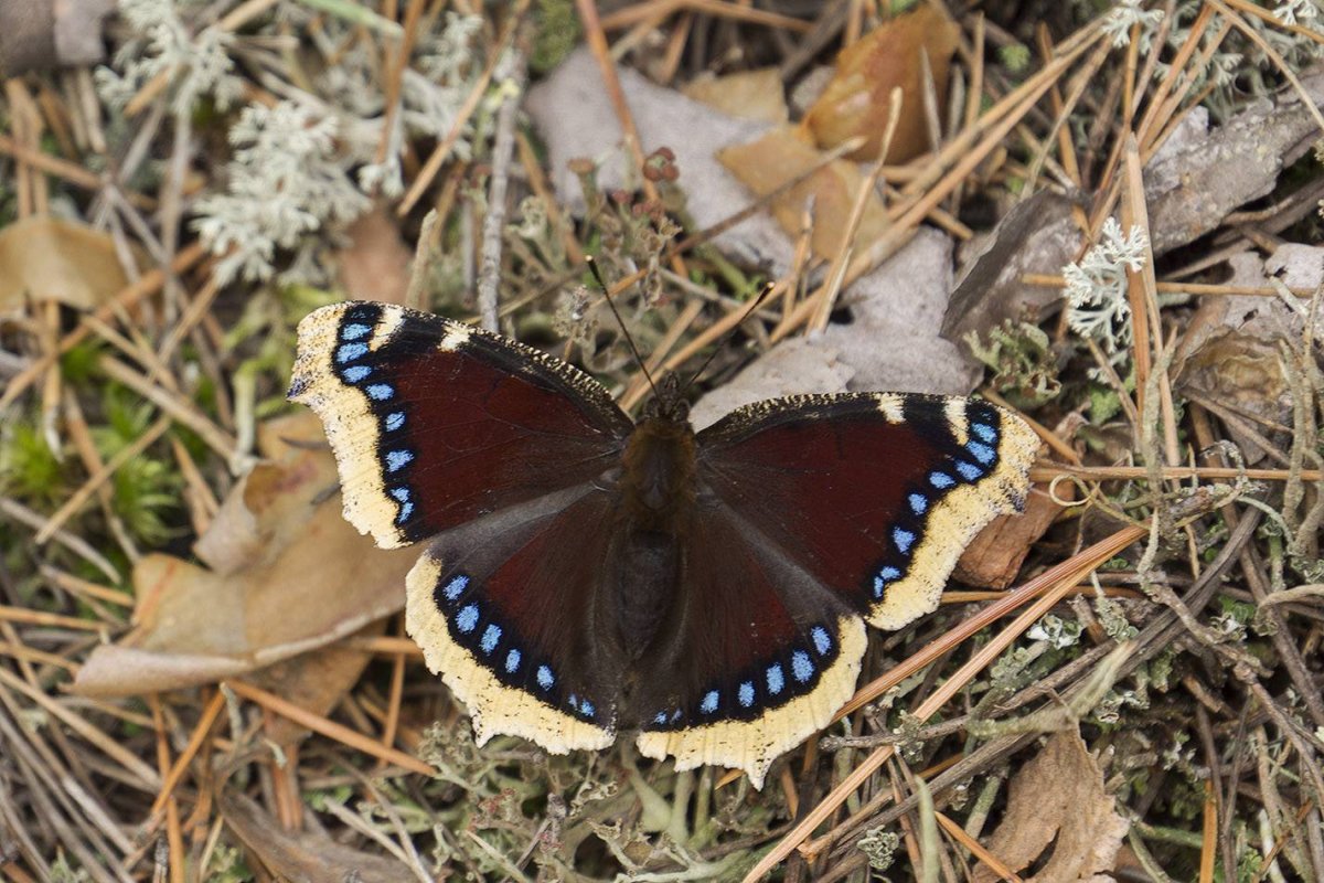 Траурница японская