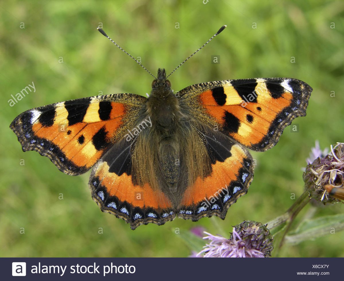 Переливница Тополевая