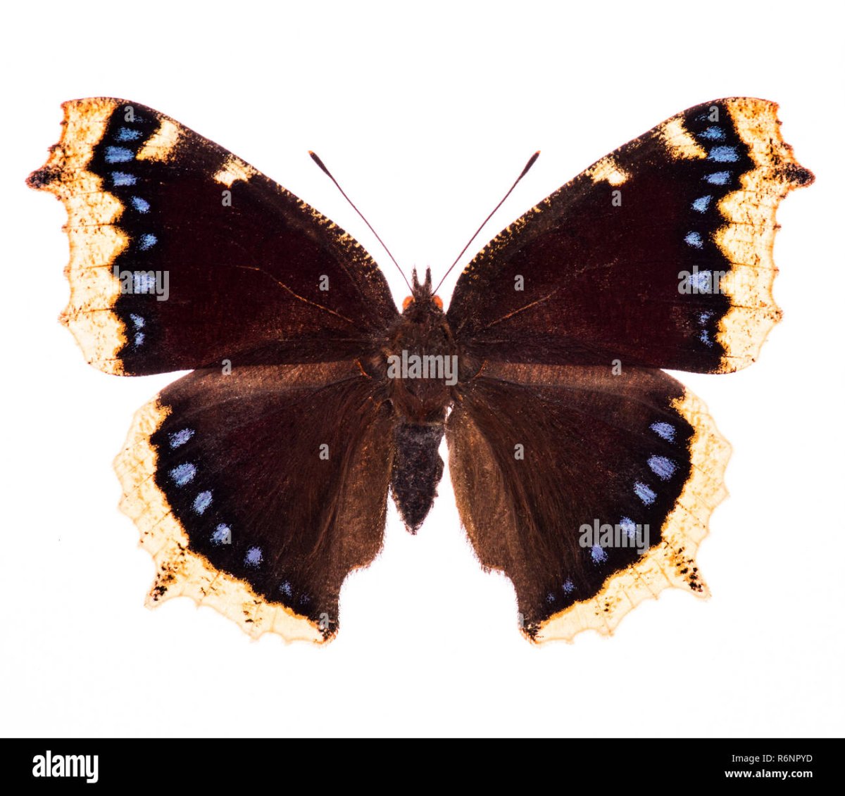 Бабочка траурница