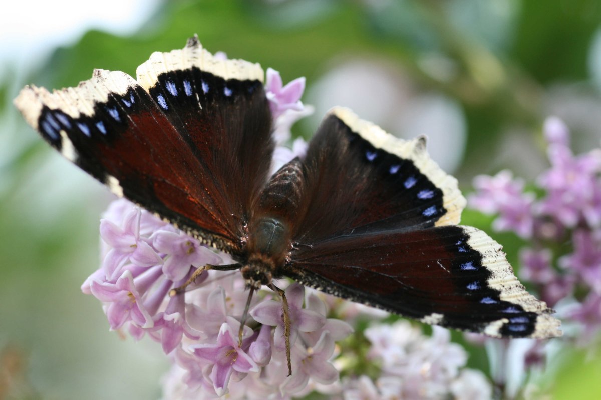 Голубой Адмирал бабочка
