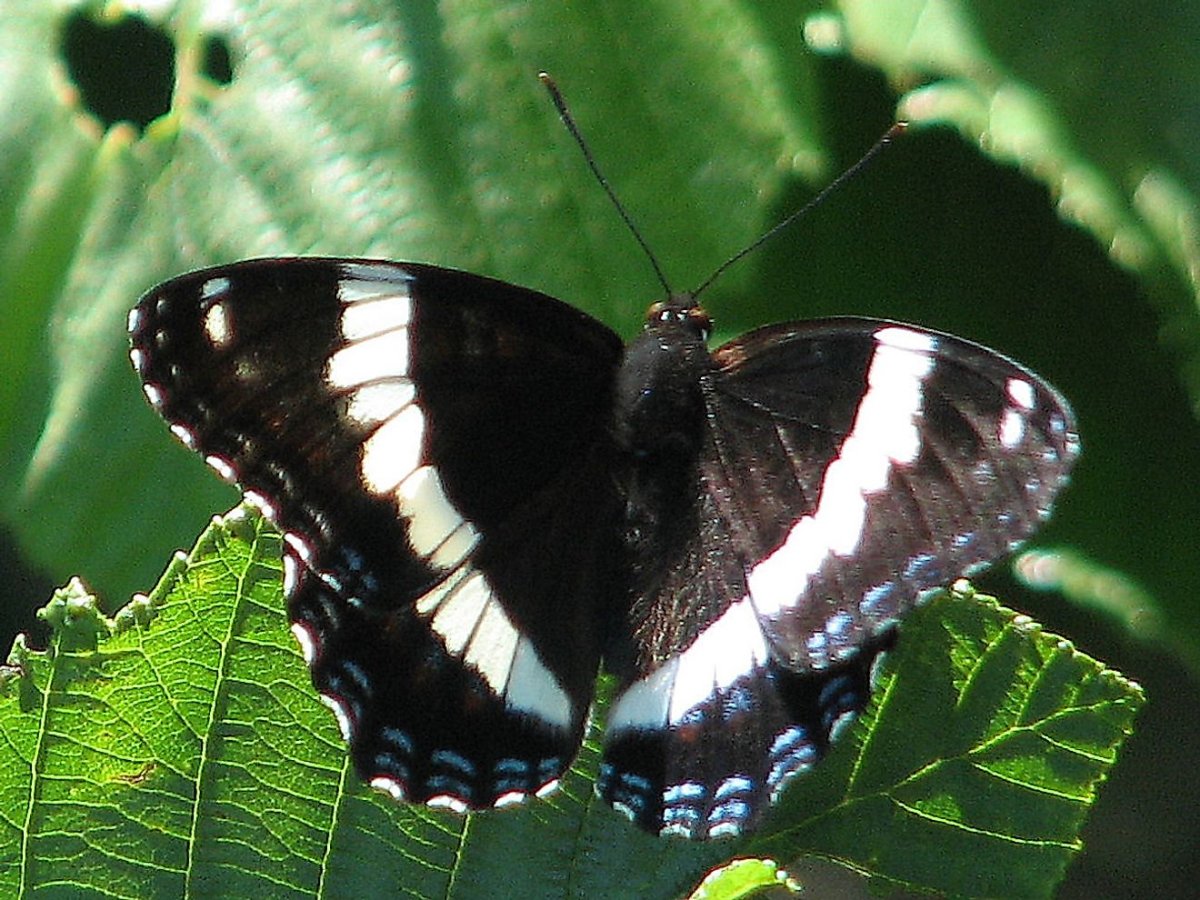 Limenitis Arthemis