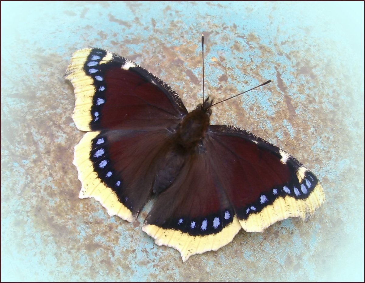 Махаон траурница