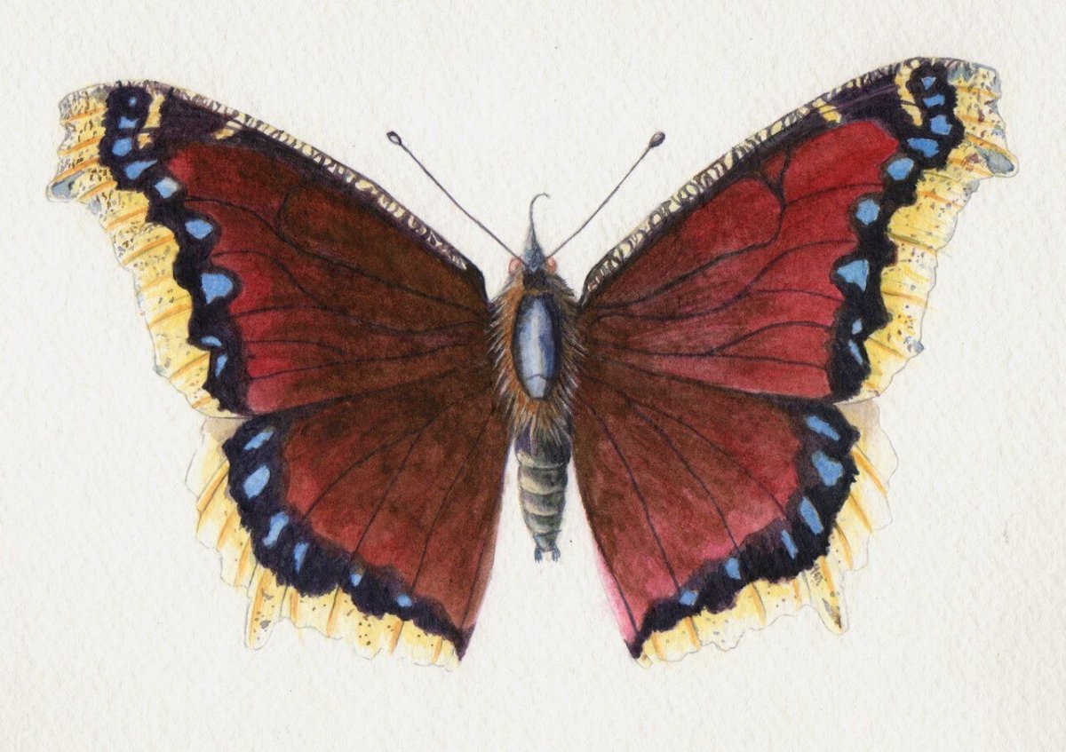 Бабочка траурница