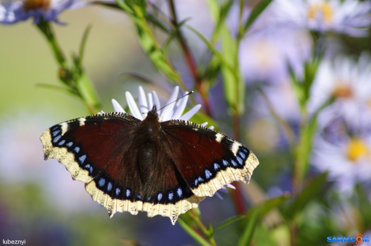 Махаон траурница бабочка