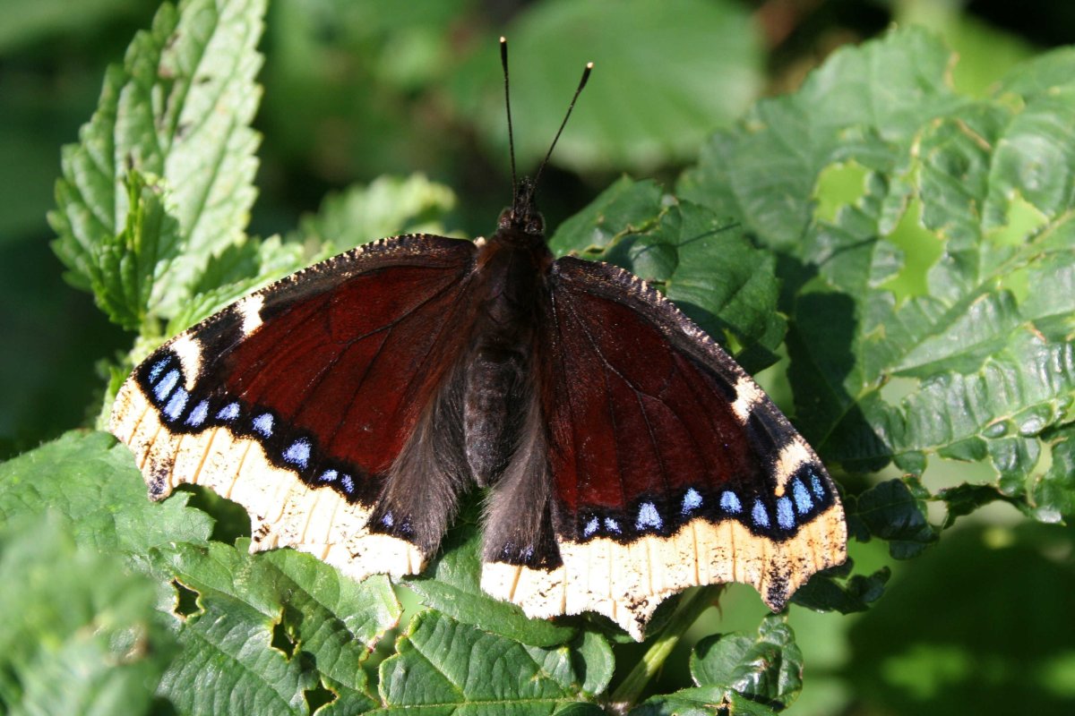 Траурница японская