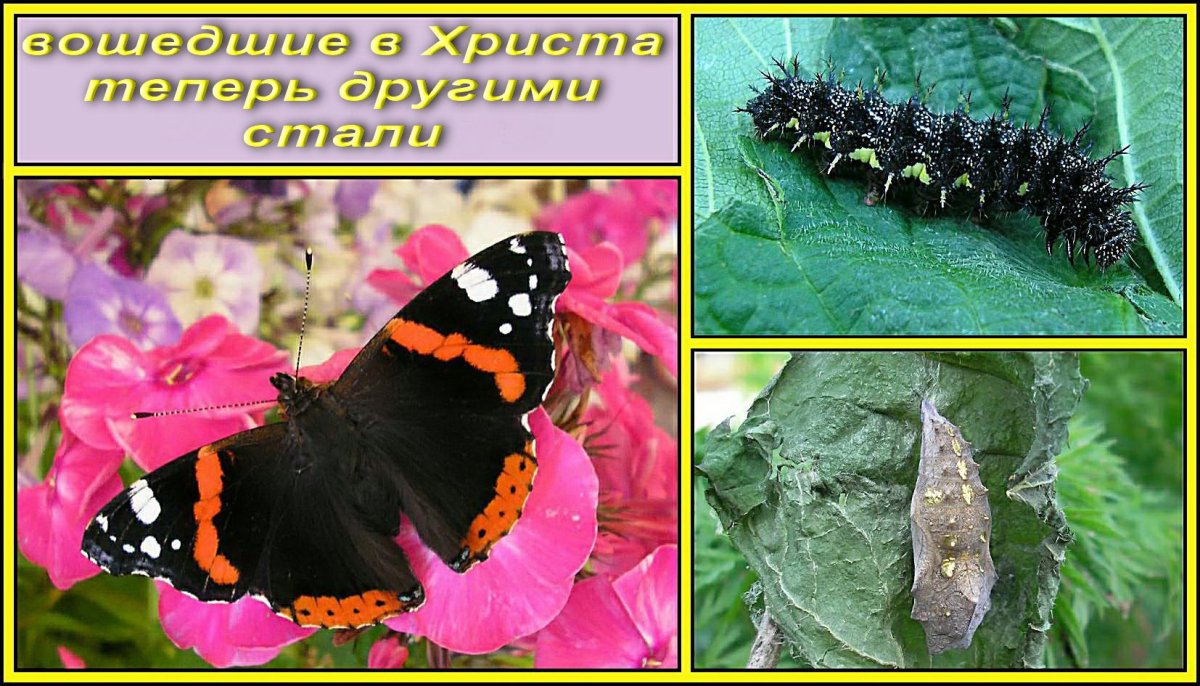 Черный Кардинал бабочка