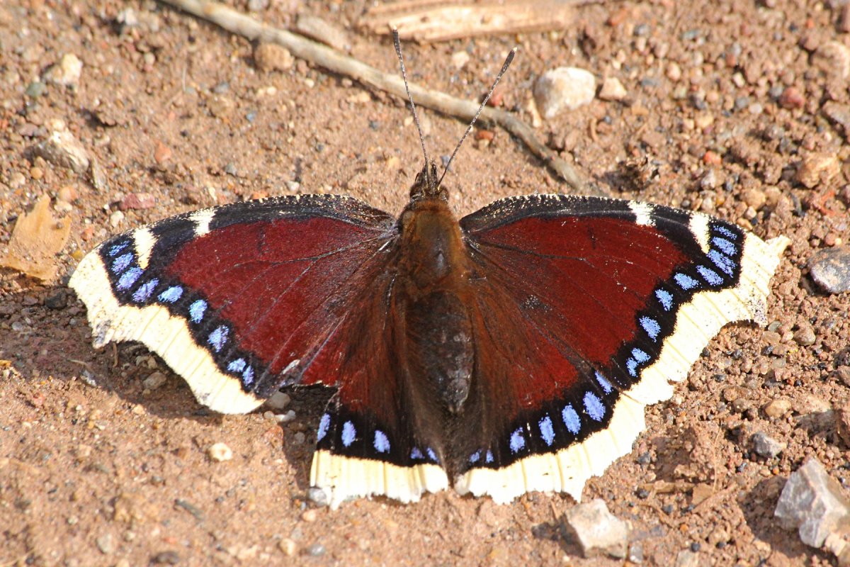 Бабочка парусник Махаон