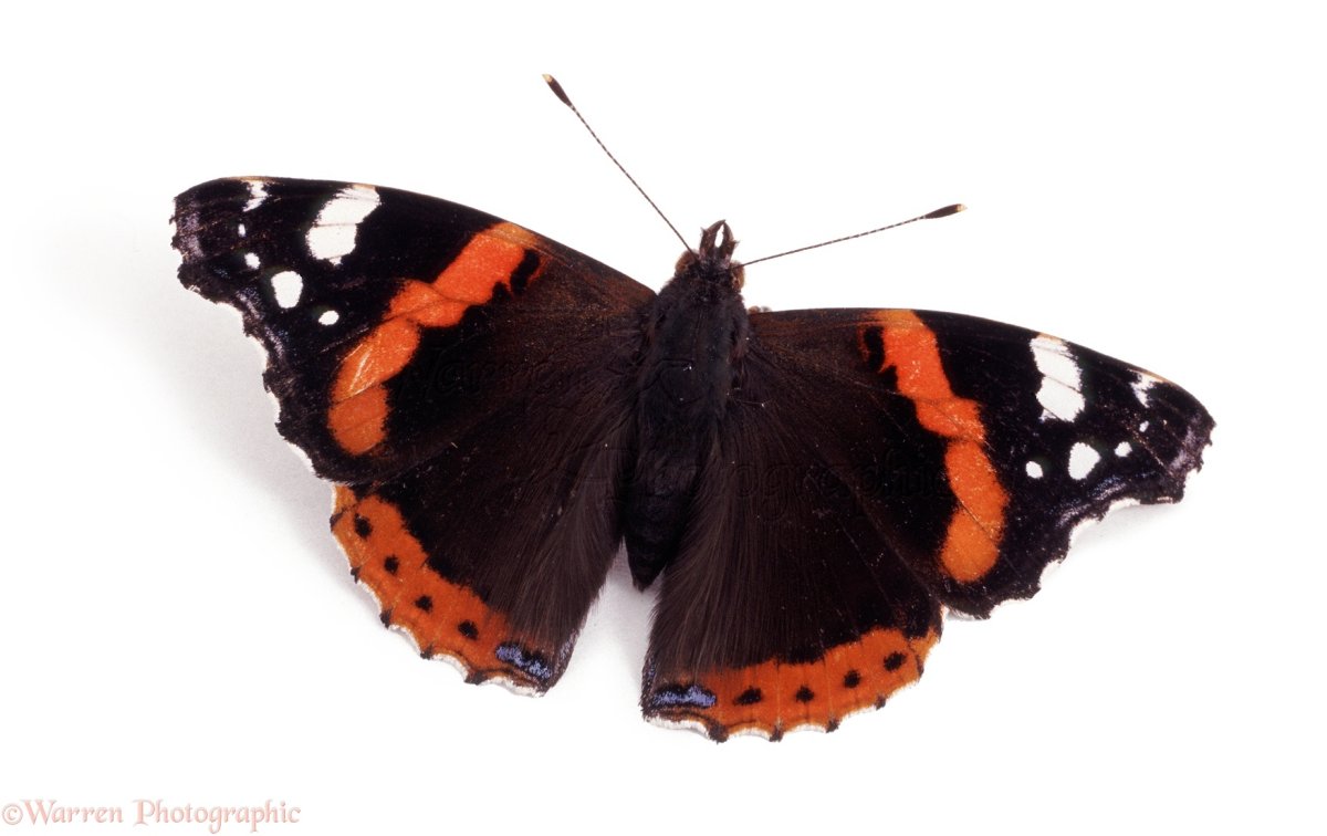 Бабочки Адмирал,Махаон,траурница