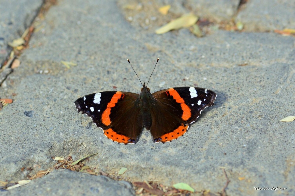 Ванесса траурница бабочка