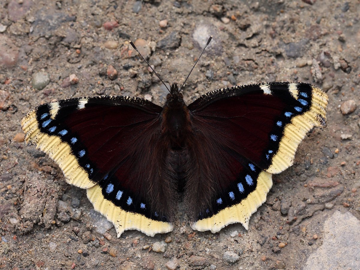 Нимфалис Антиопа траурница