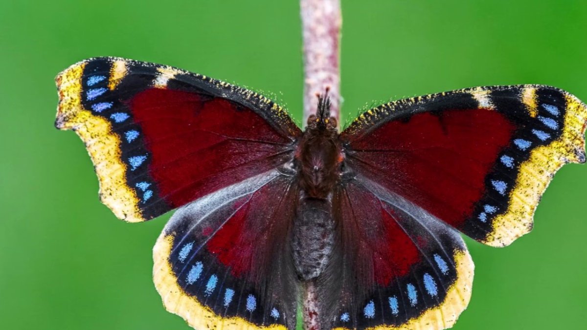 Кэмбервелл бабочка кто это