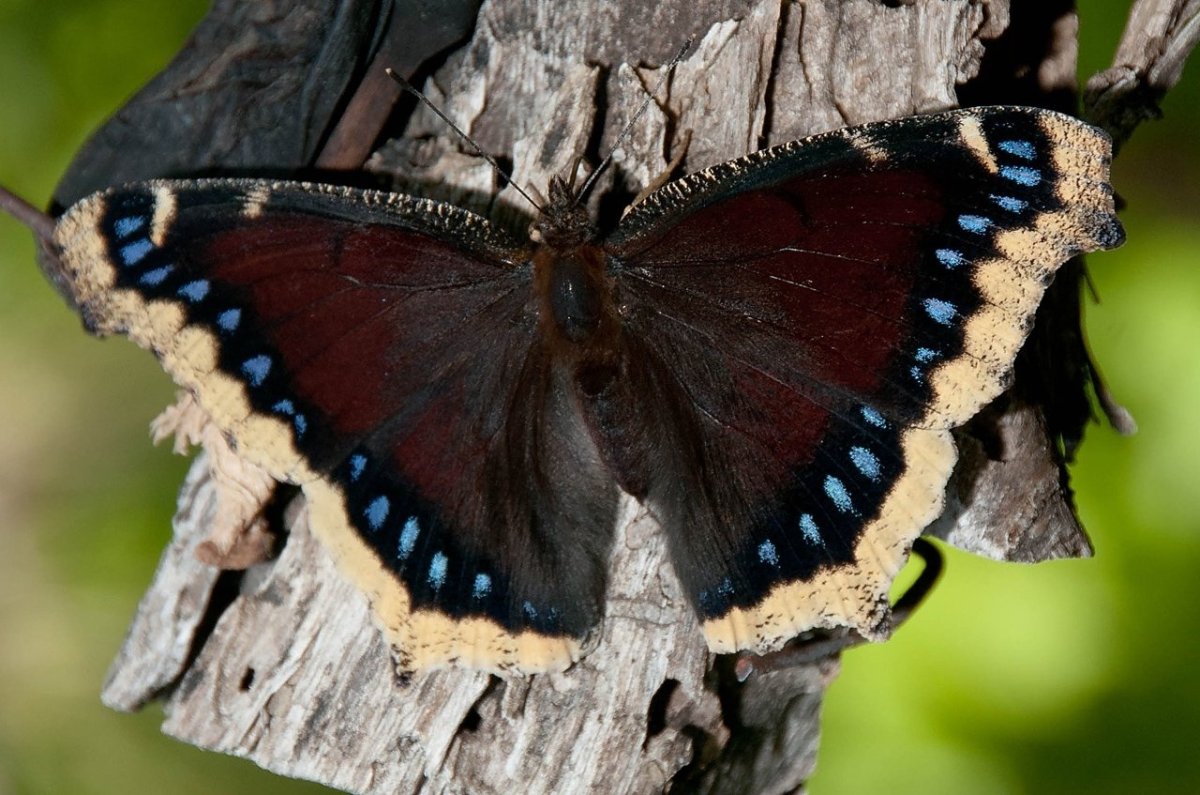 Адмирал траурница