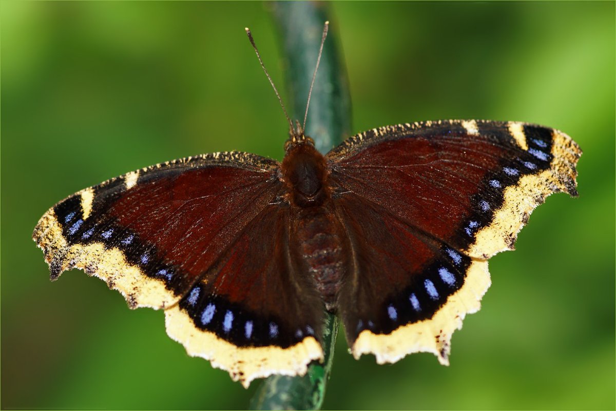 Бабочка репейница и Адмирал