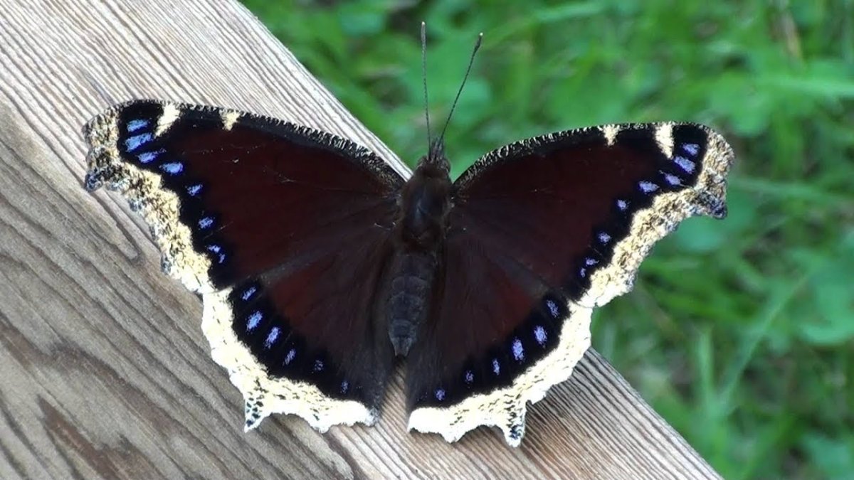 Нимфалиды траурница