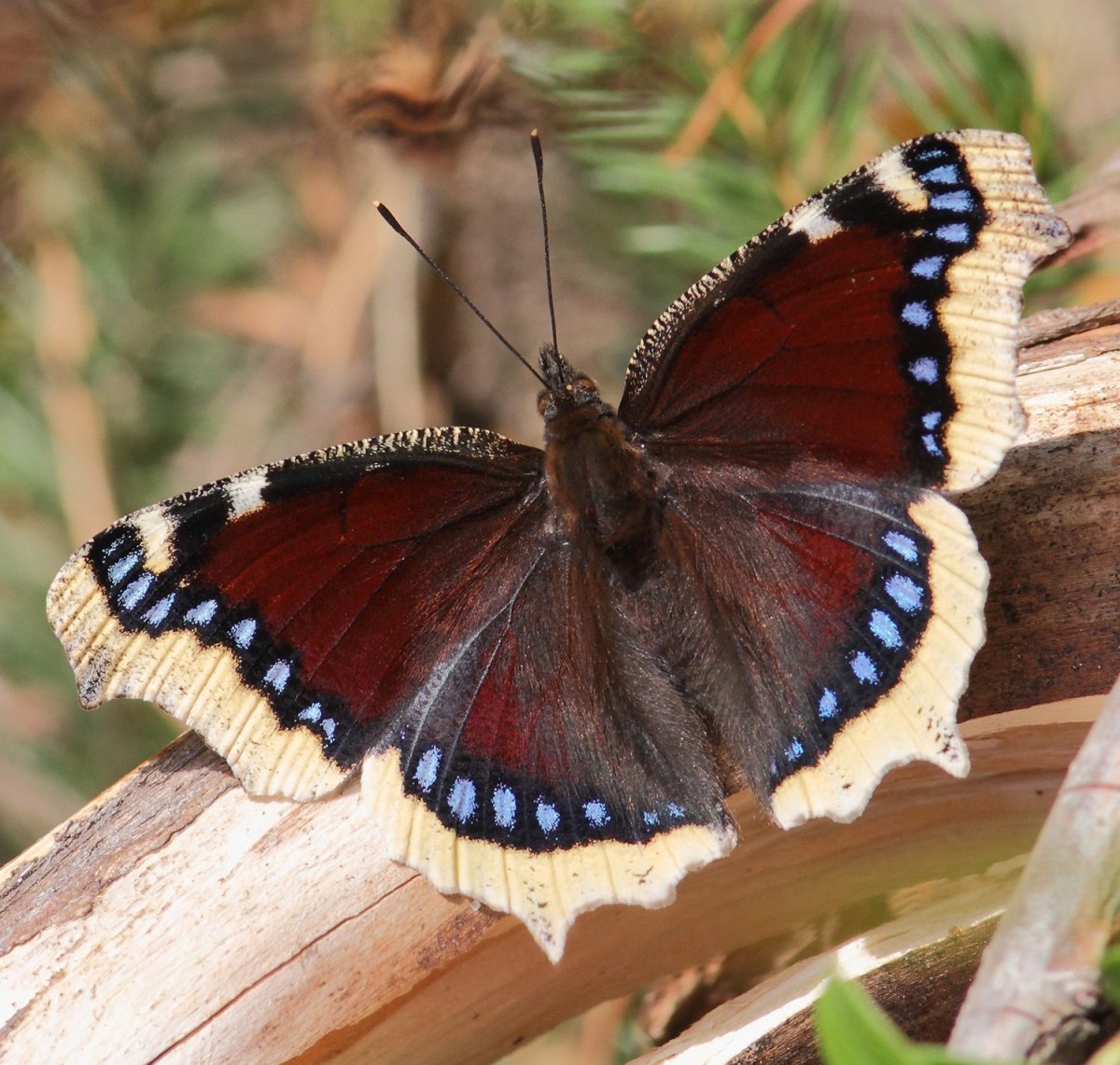 Бабочки траурница и Адмирал