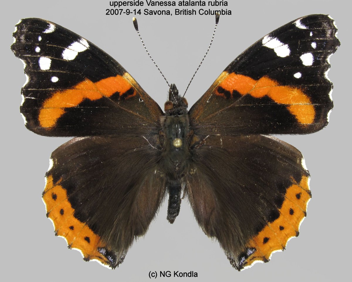 Куколка Адмирал бабочка Vanessa Atalanta