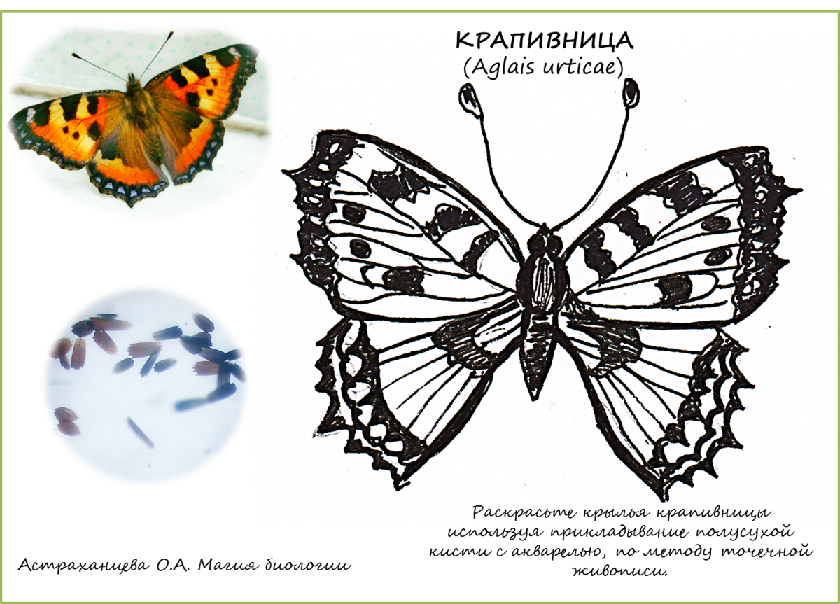 Хвостоносец Махаон