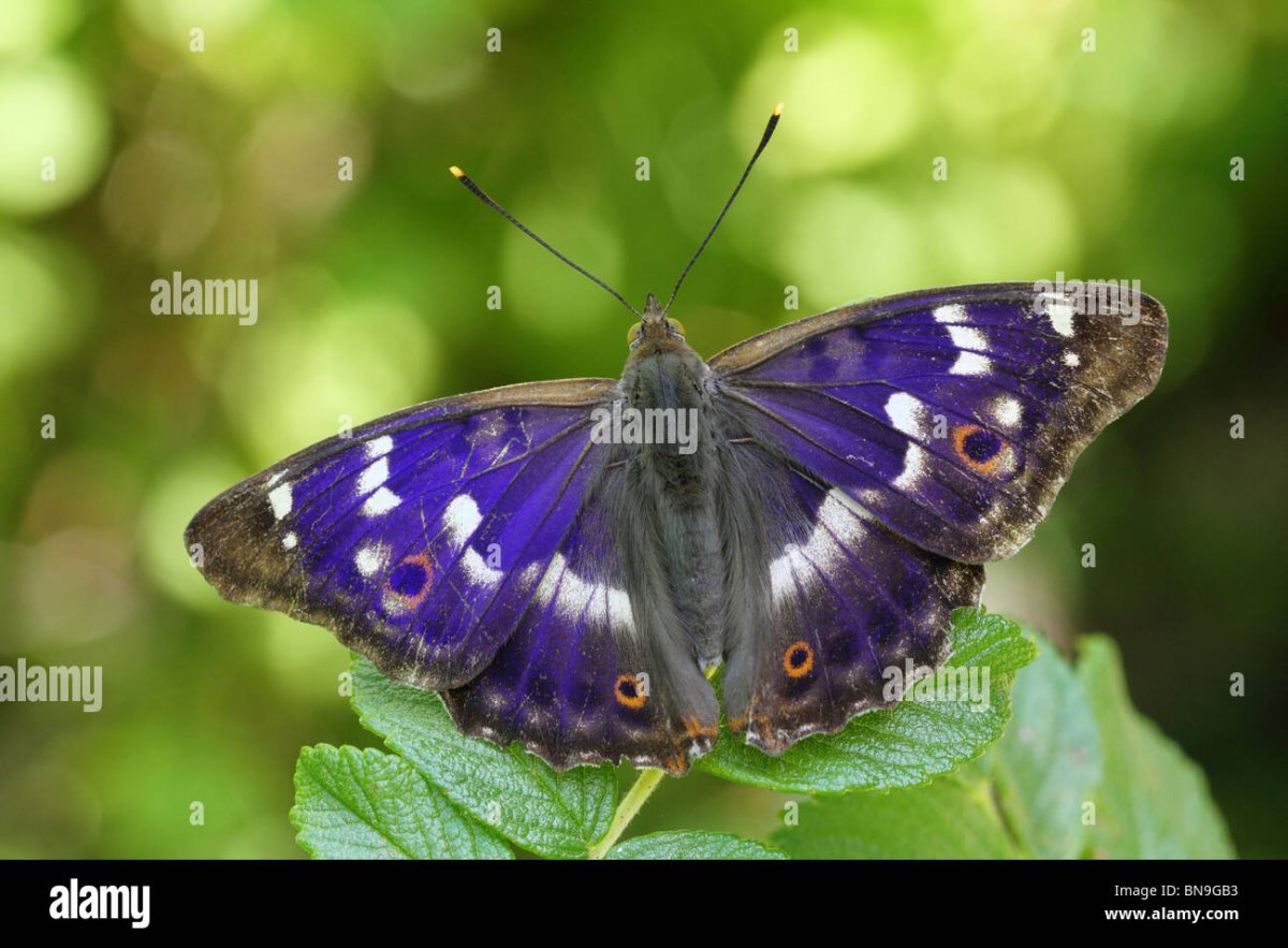 Бабочка Limenitis Баттерфляй