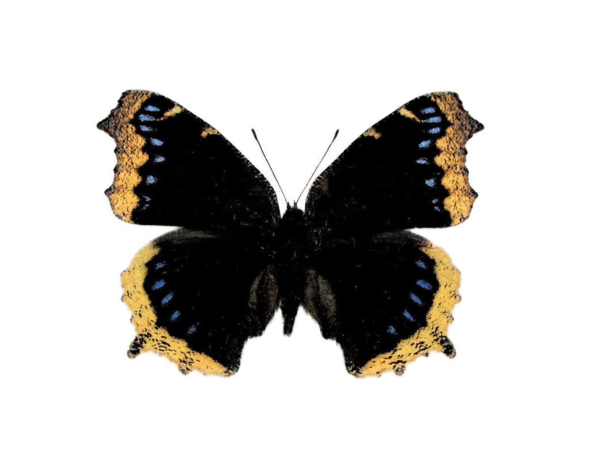 Бабочка Адмирал снизу