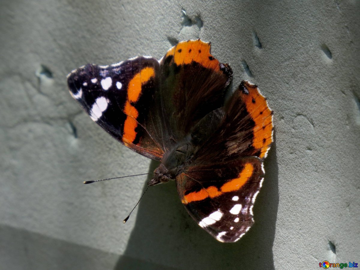 Бабочка крапивница